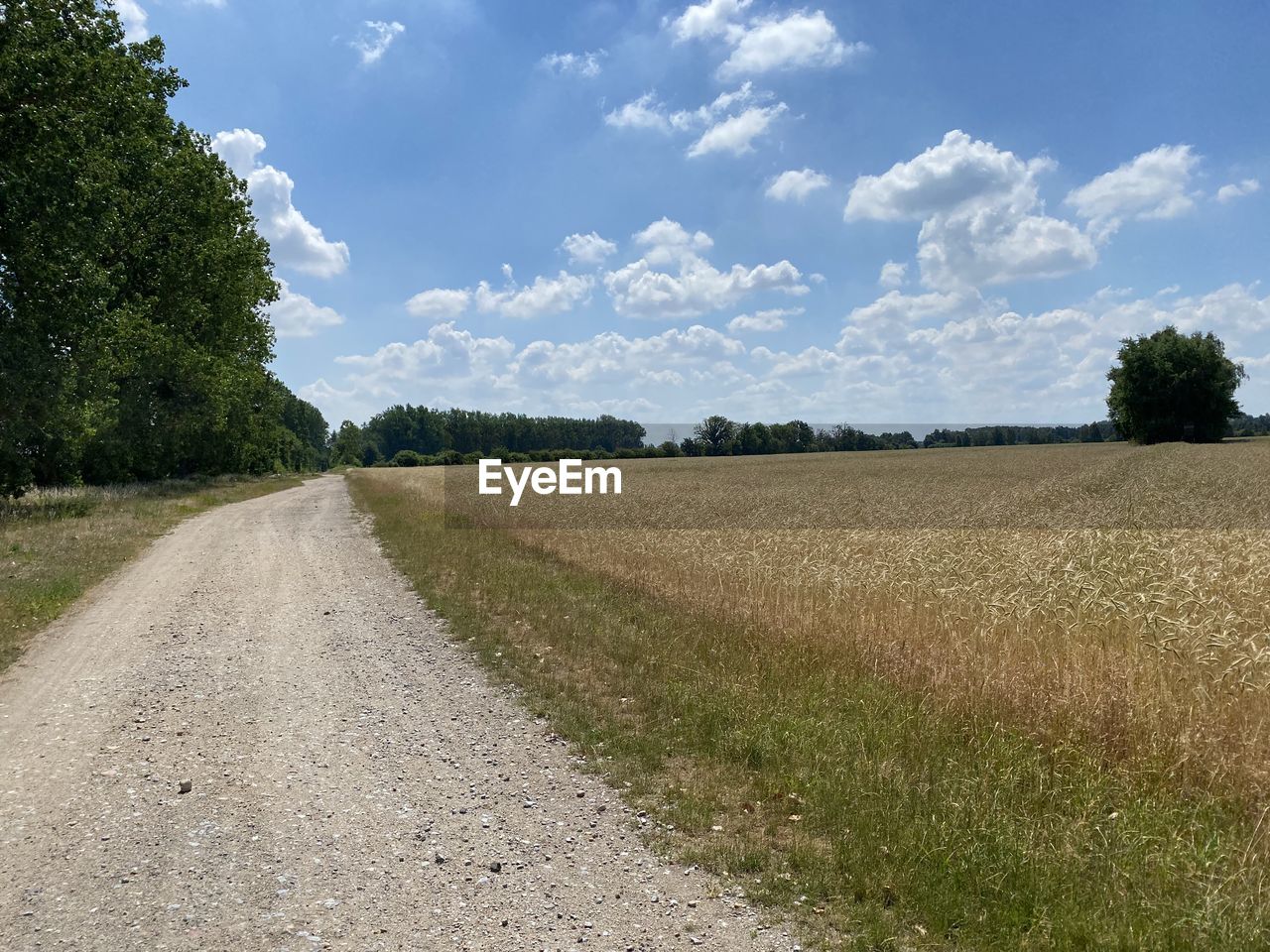 landscape, sky, plant, cloud, environment, land, rural scene, nature, field, road, tree, rural area, soil, agriculture, grass, dirt road, no people, scenics - nature, growth, transportation, prairie, the way forward, tranquility, beauty in nature, plain, day, cereal plant, diminishing perspective, crop, grassland, dirt, tranquil scene, outdoors, farm, blue, vanishing point, non-urban scene, summer, footpath, meadow, sunlight, travel, horizon