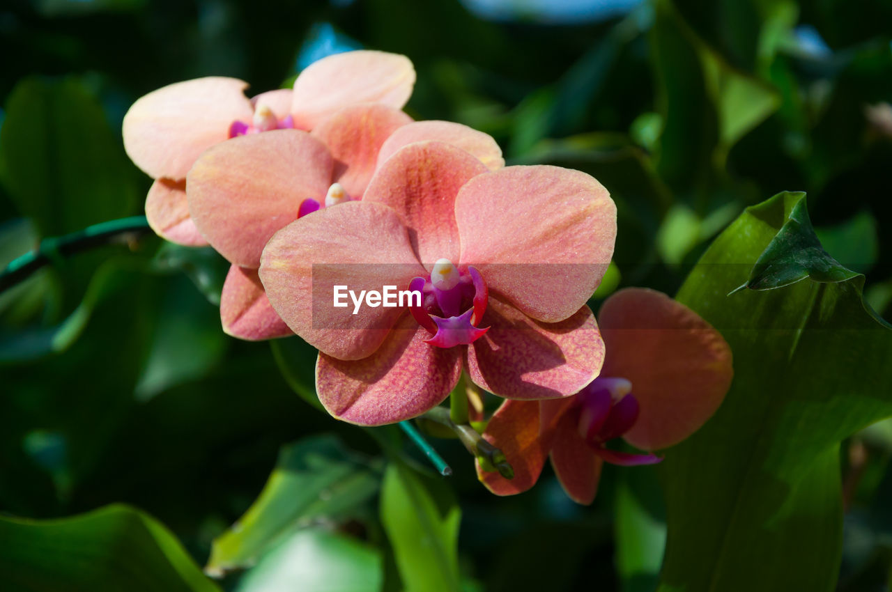 flower, plant, flowering plant, beauty in nature, freshness, close-up, petal, pink, macro photography, nature, flower head, leaf, plant part, inflorescence, blossom, growth, fragility, orchid, green, no people, botany, focus on foreground, outdoors, springtime, magenta