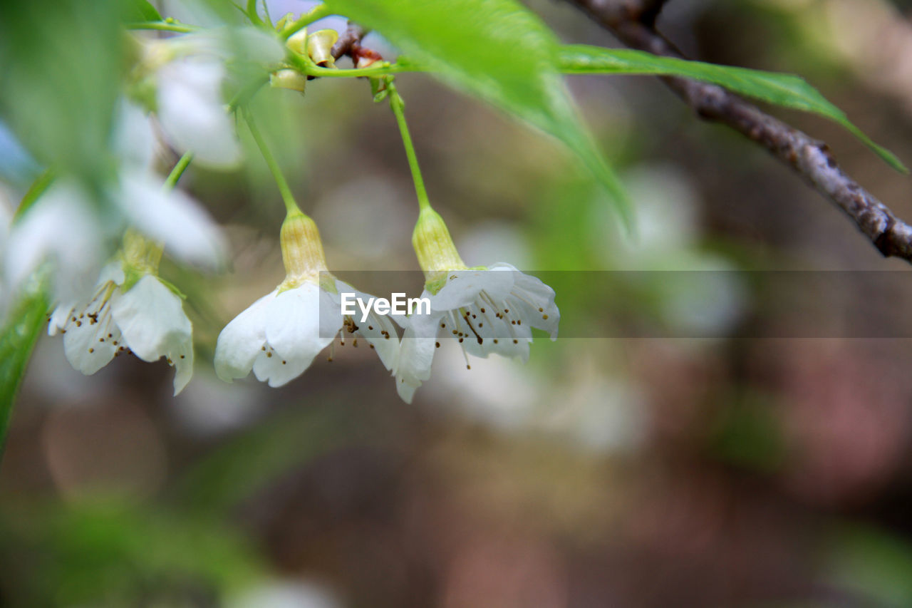 plant, nature, branch, tree, blossom, green, flower, beauty in nature, macro photography, close-up, growth, freshness, leaf, flowering plant, no people, environment, food, plant part, food and drink, springtime, selective focus, outdoors, focus on foreground, wildflower, day, fragility, produce, land, fruit, animal, white, plant stem, forest, animal wildlife, social issues, summer, agriculture, twig, vegetable, animal themes, shrub, landscape, botany, healthy eating, defocused