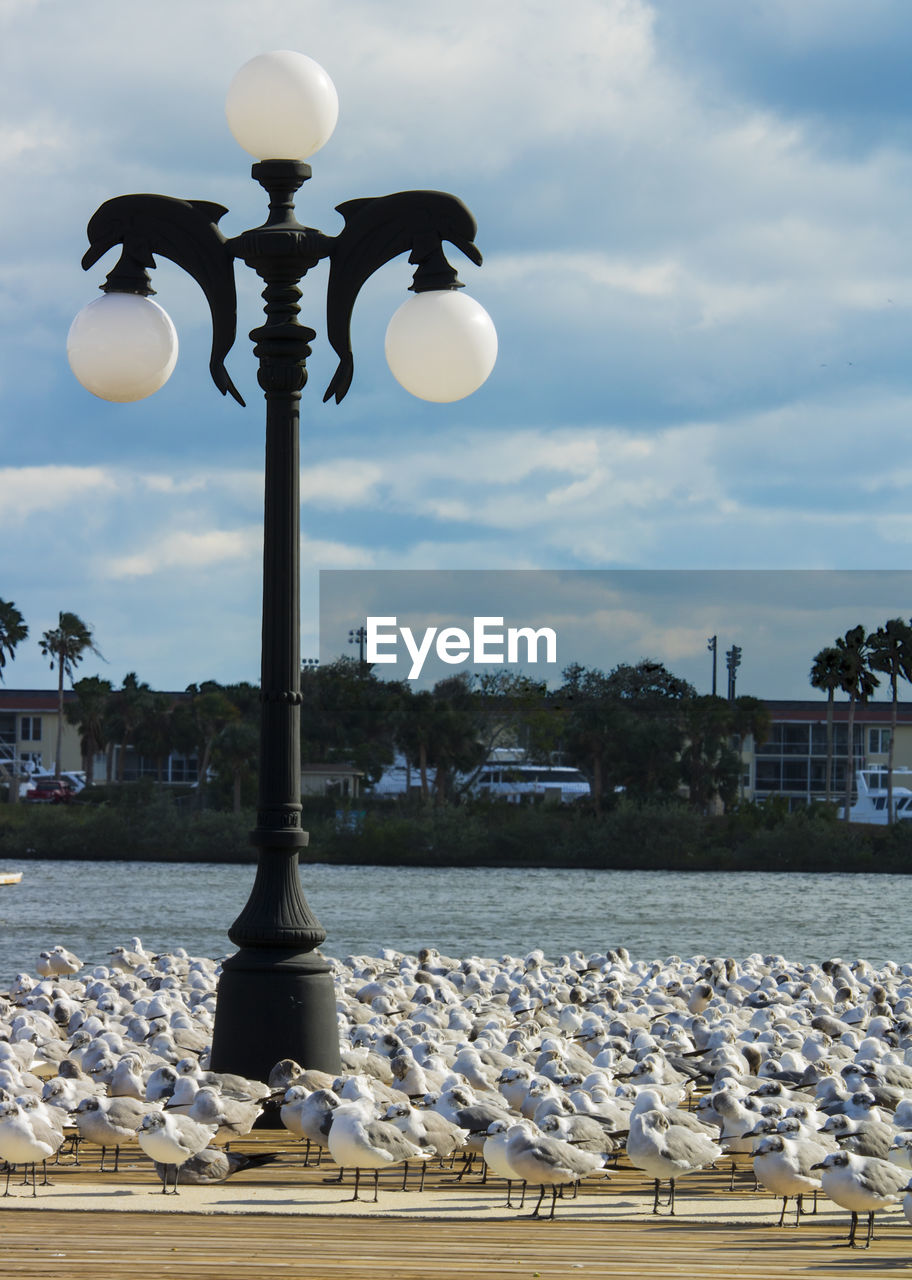 Lamppost amidst seagulls on pier against sky in city