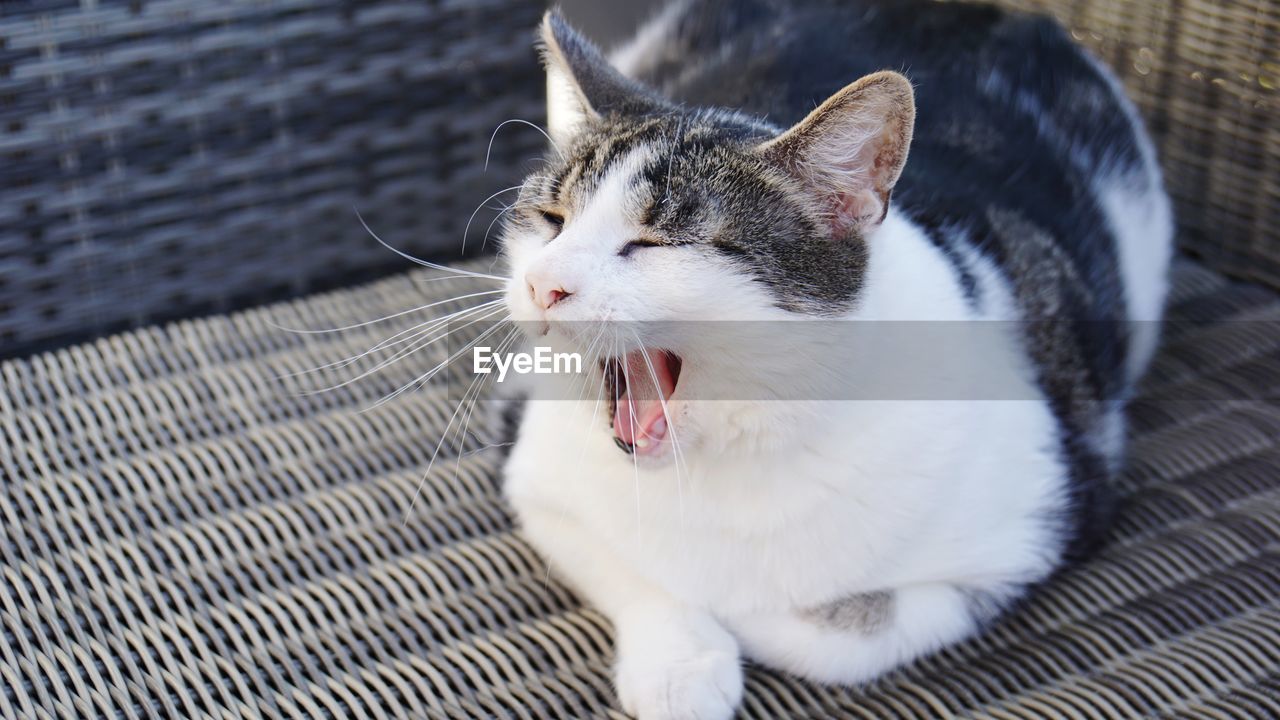 CLOSE-UP OF CAT SLEEPING