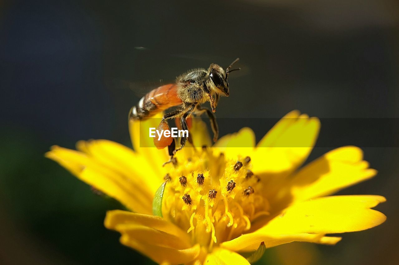 CLOSE-UP OF HONEY BEE POLLINATING ON YELLOW FLOWER