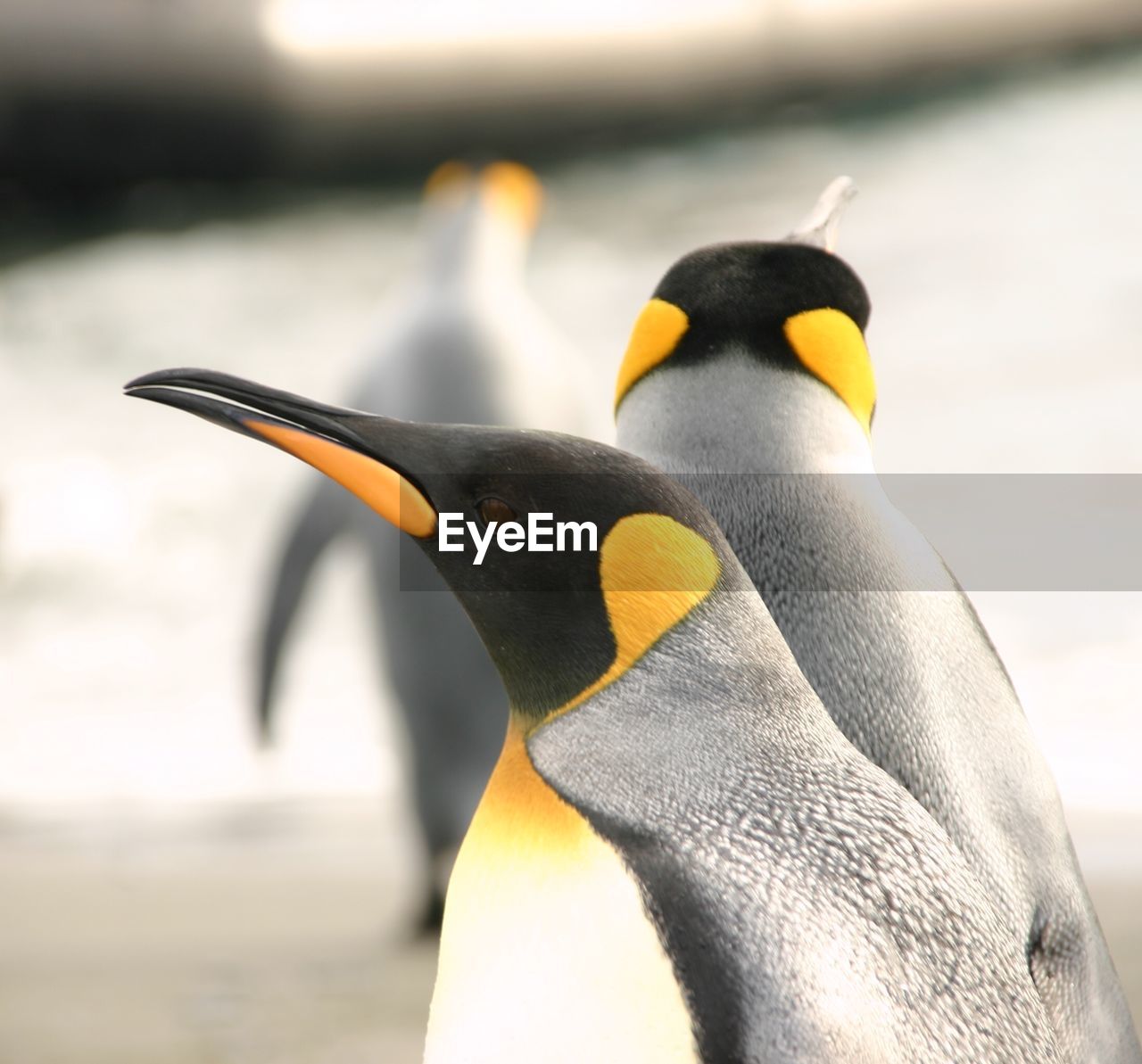 Close up of penguins