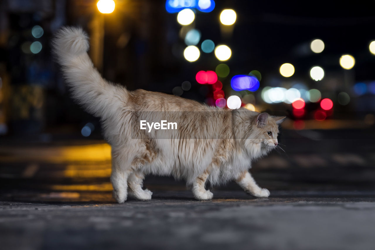 portrait of cat standing on street