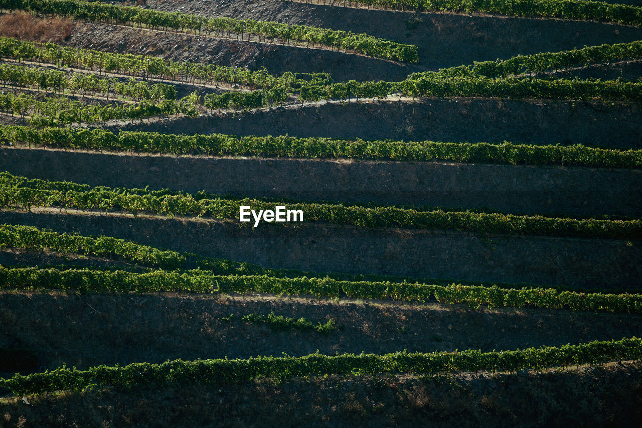 High angle view of vineyard in valley, duoro, portugal. 