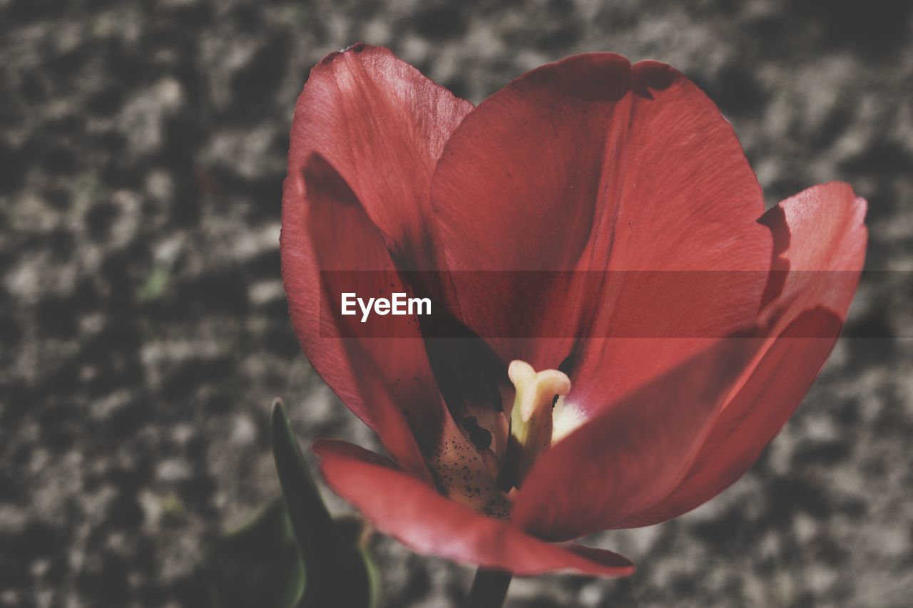 CLOSE-UP OF FLOWER BLOOMING OUTDOORS