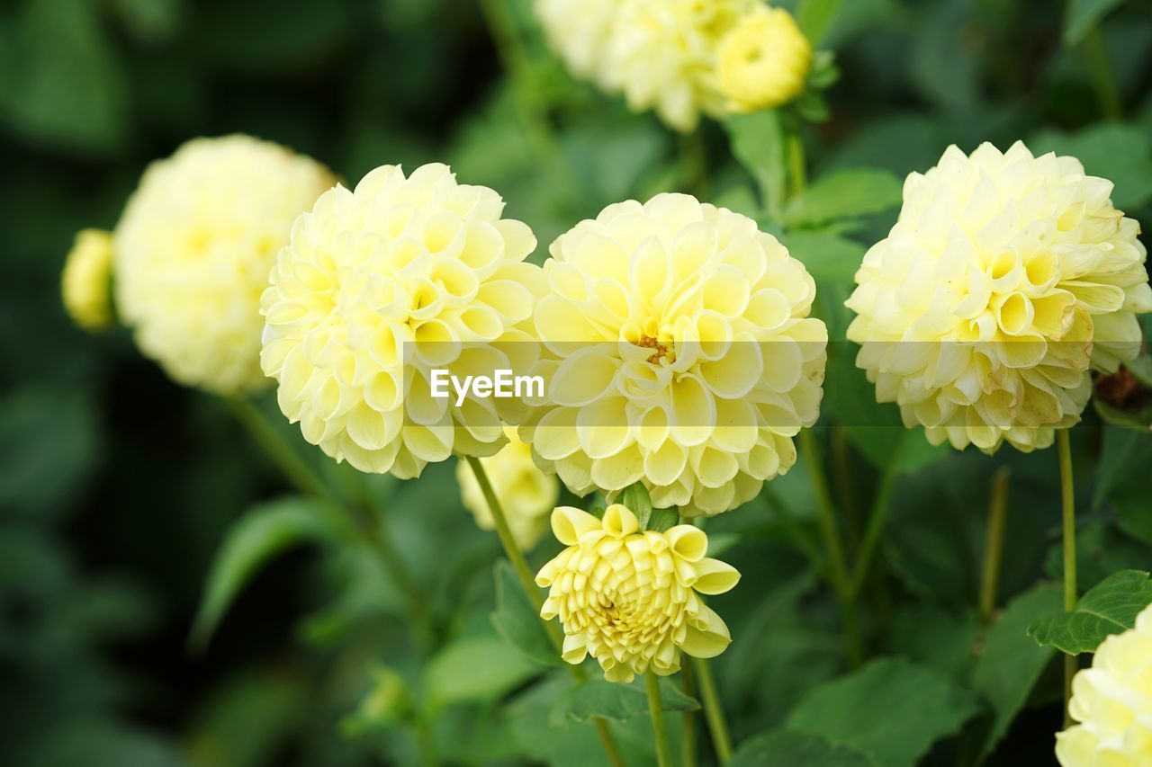 Close-up of yellow flowering dahlias in park