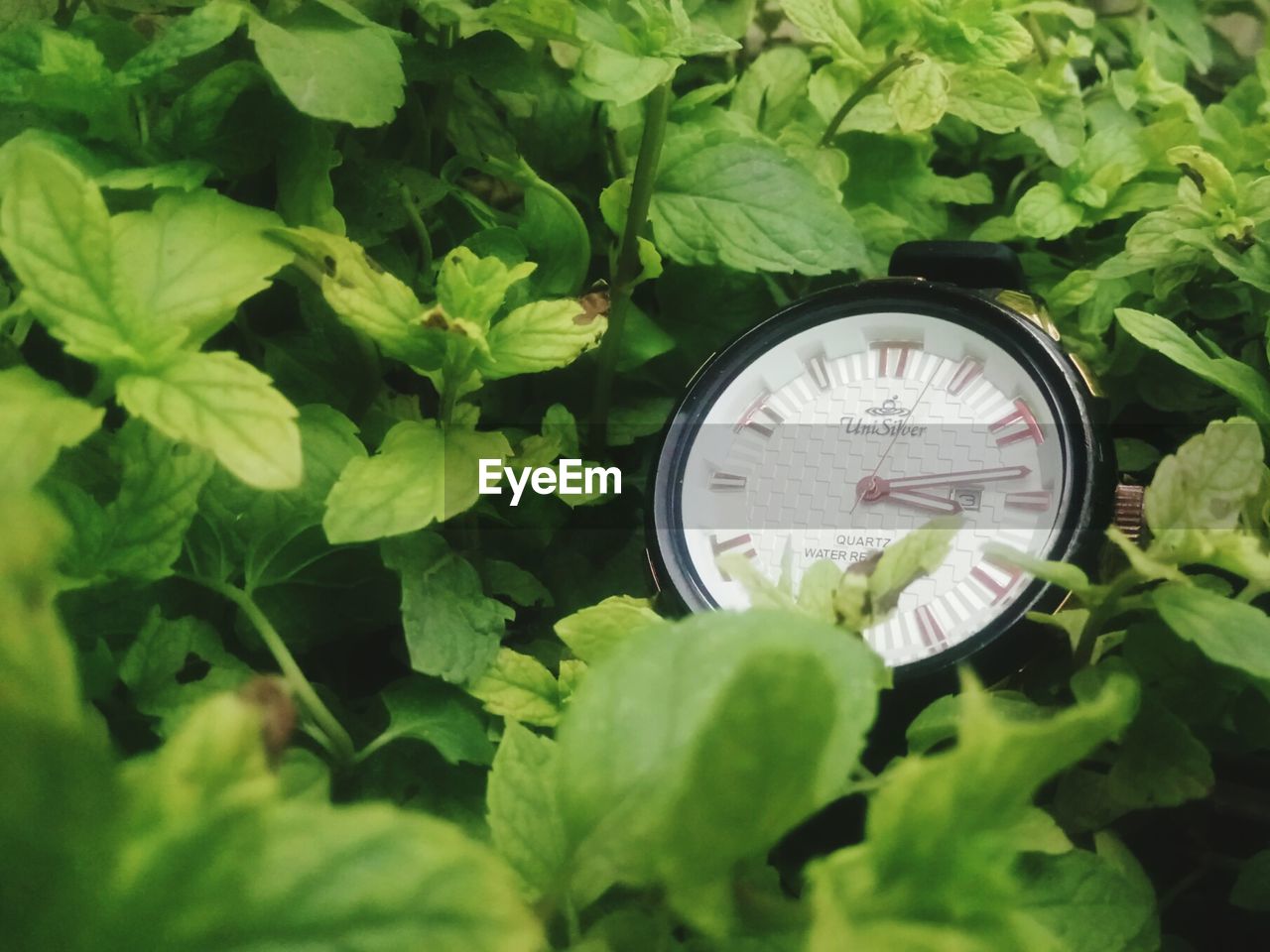 CLOSE-UP OF CLOCK BY PLANTS