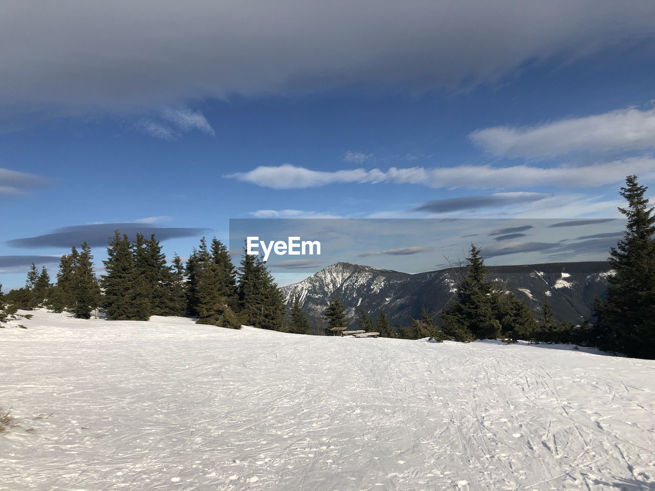 Trees on snow covered landscape against sky