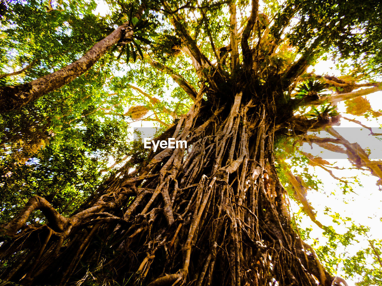 LOW ANGLE VIEW OF PALM TREES IN FOREST
