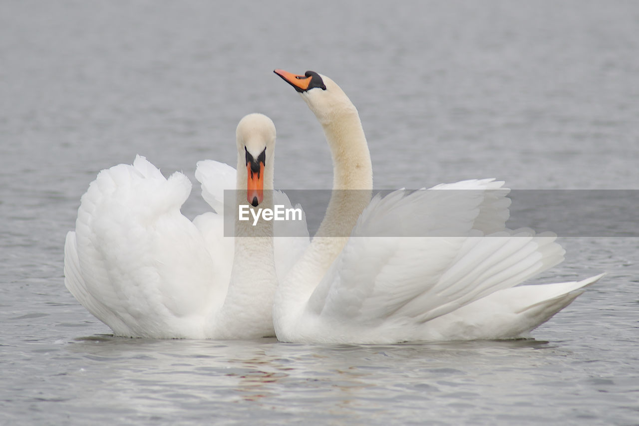 bird, animal themes, wildlife, animal, animal wildlife, swan, water, ducks, geese and swans, water bird, beak, mute swan, nature, group of animals, white, lake, wing, no people, animal body part, beauty in nature, two animals, swimming, togetherness, day, outdoors, zoology, animal behavior