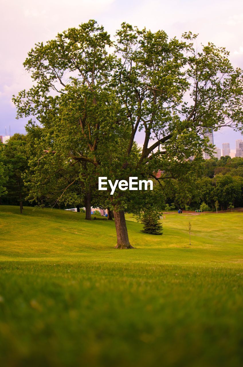 TREES ON LANDSCAPE