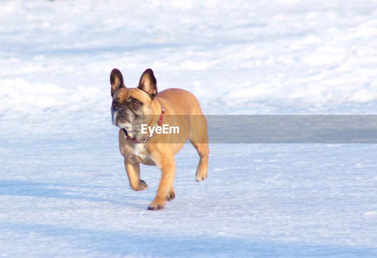 Dog running on snow covered field