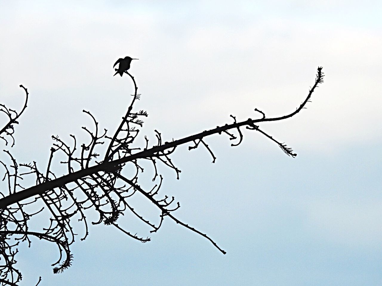 LOW ANGLE VIEW OF BIRDS PERCHING ON BRANCH