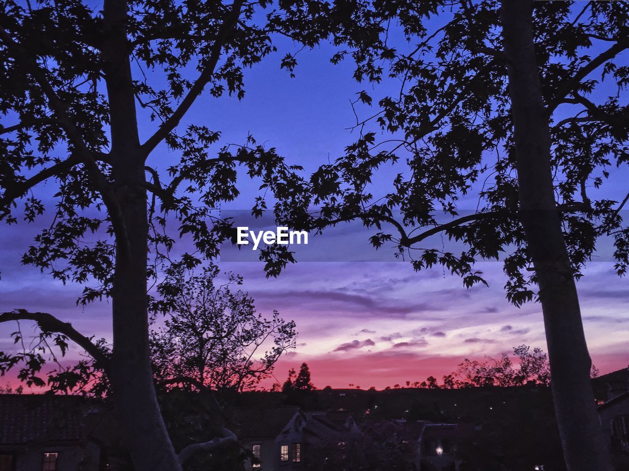 SILHOUETTE OF TREES AGAINST SKY AT SUNSET