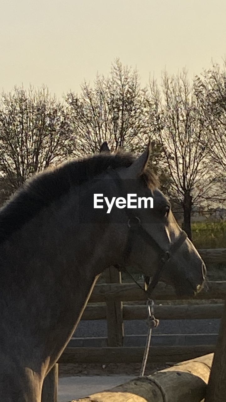 SIDE VIEW OF A HORSE ON THE BARE TREE