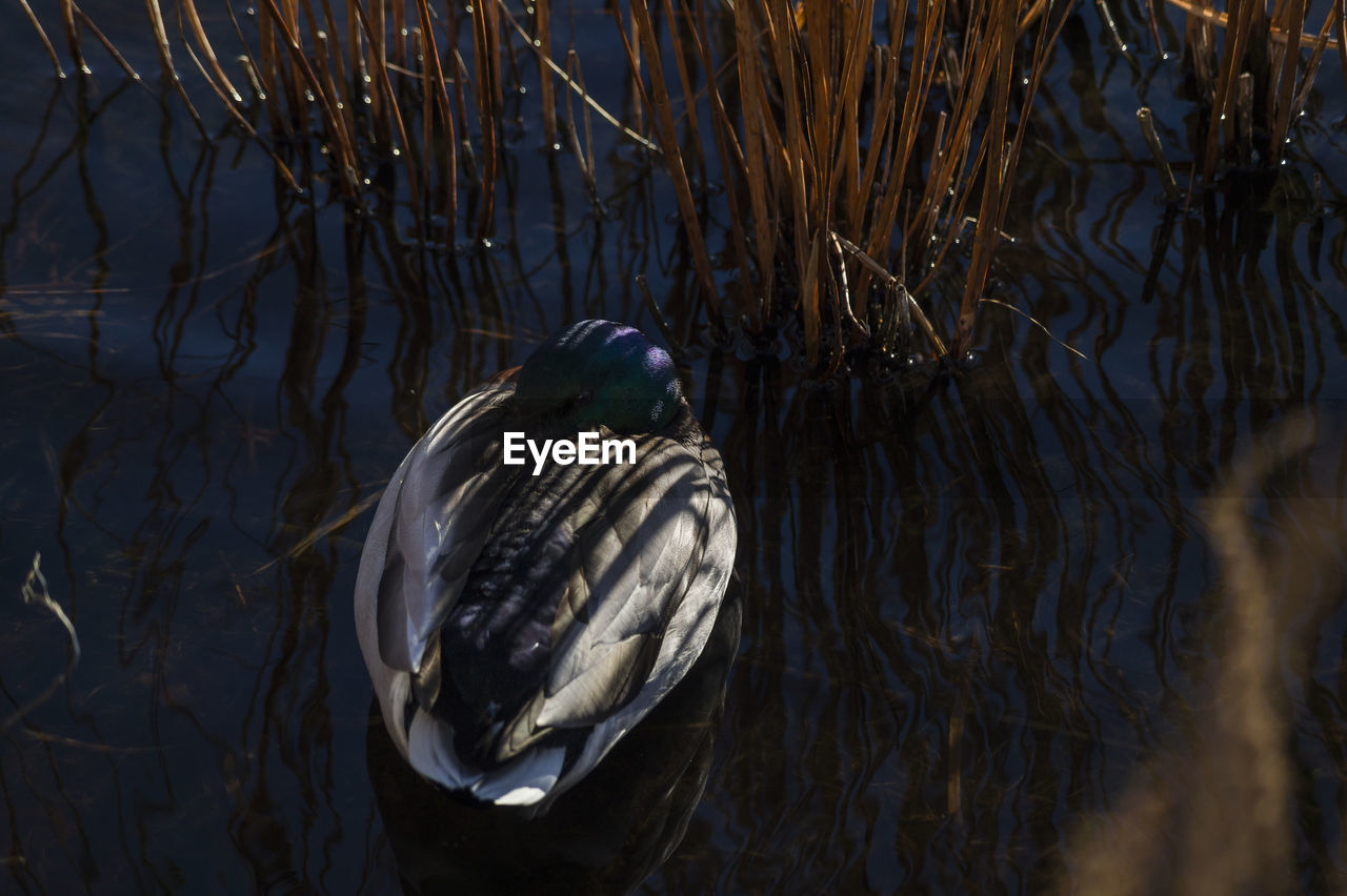 High angle view of duck relaxing on pond