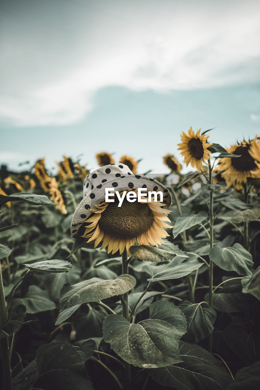 Close-up of sunflower with polka dot hat in a sunflowers field