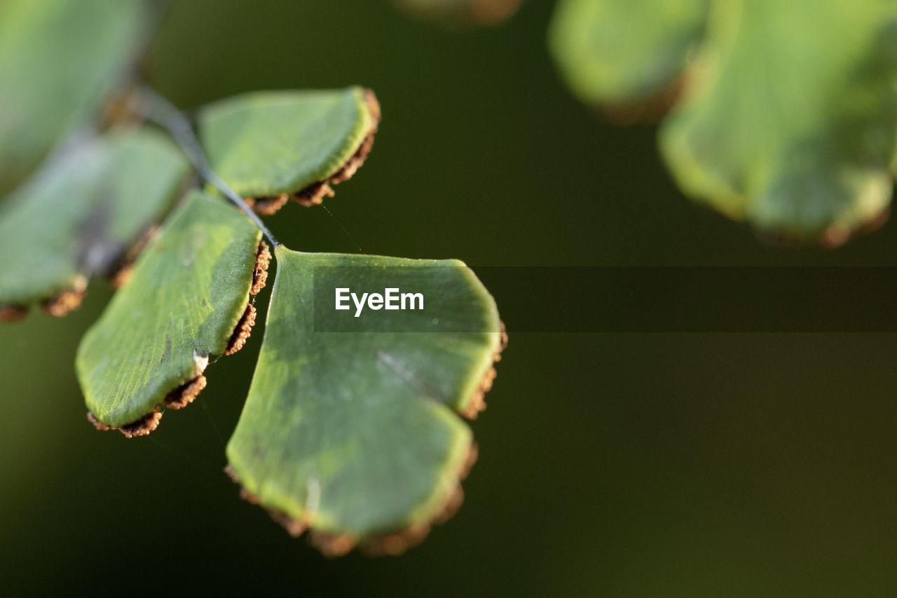 Close-up of green leaves