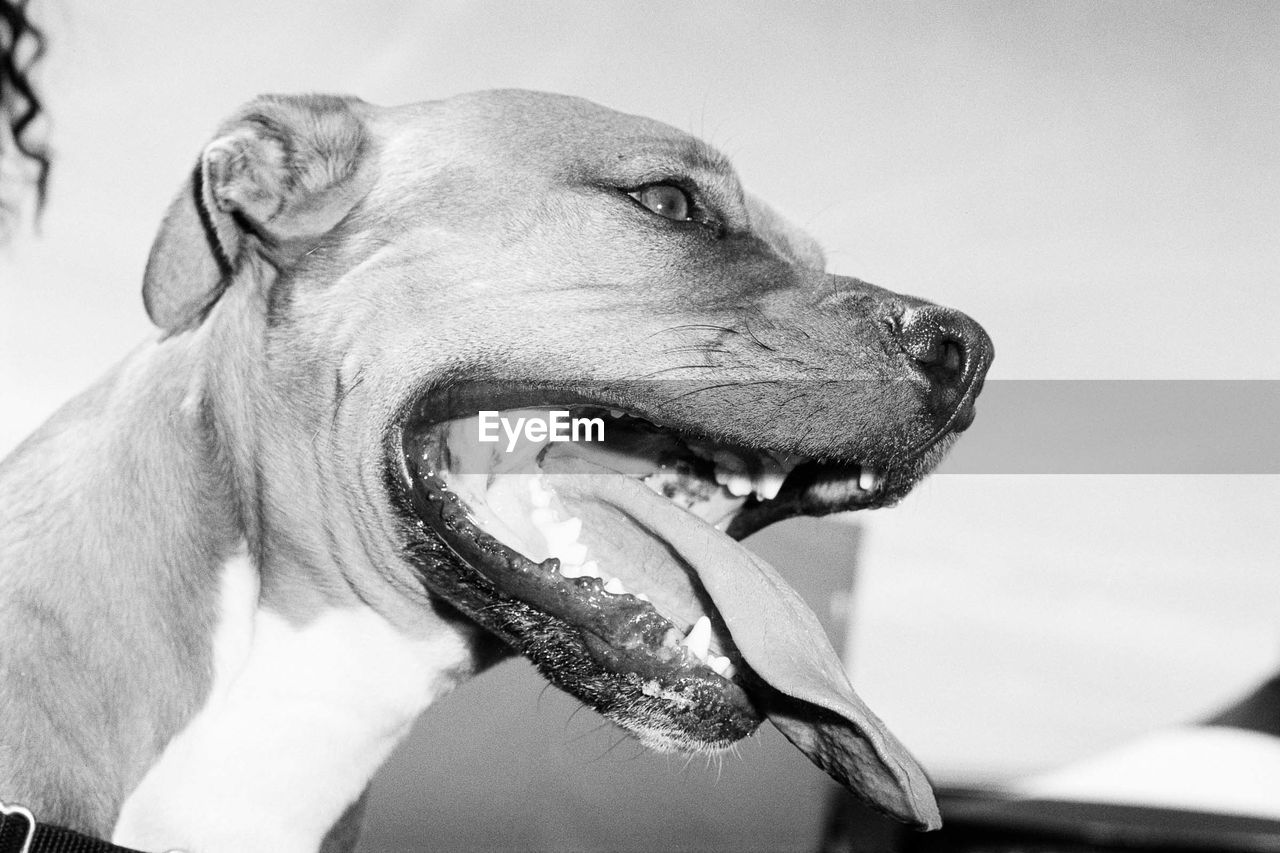 Low angle view of dog panting against sky
