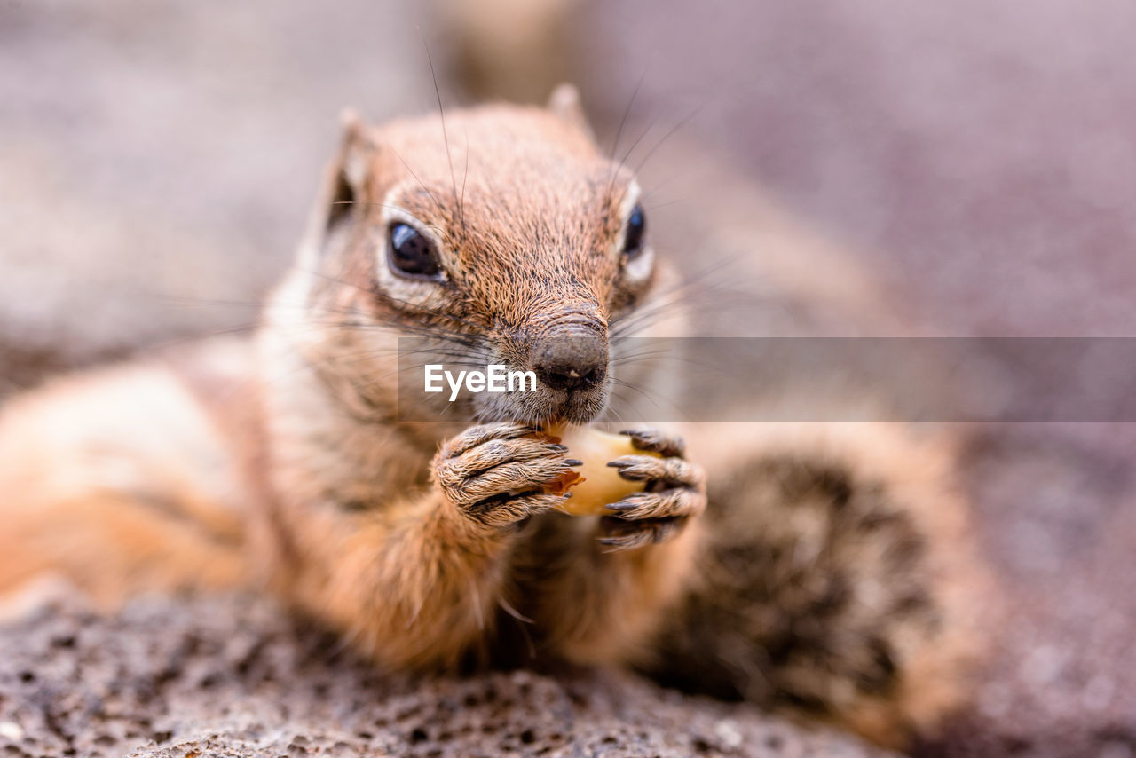 Close-up of squirrel eating