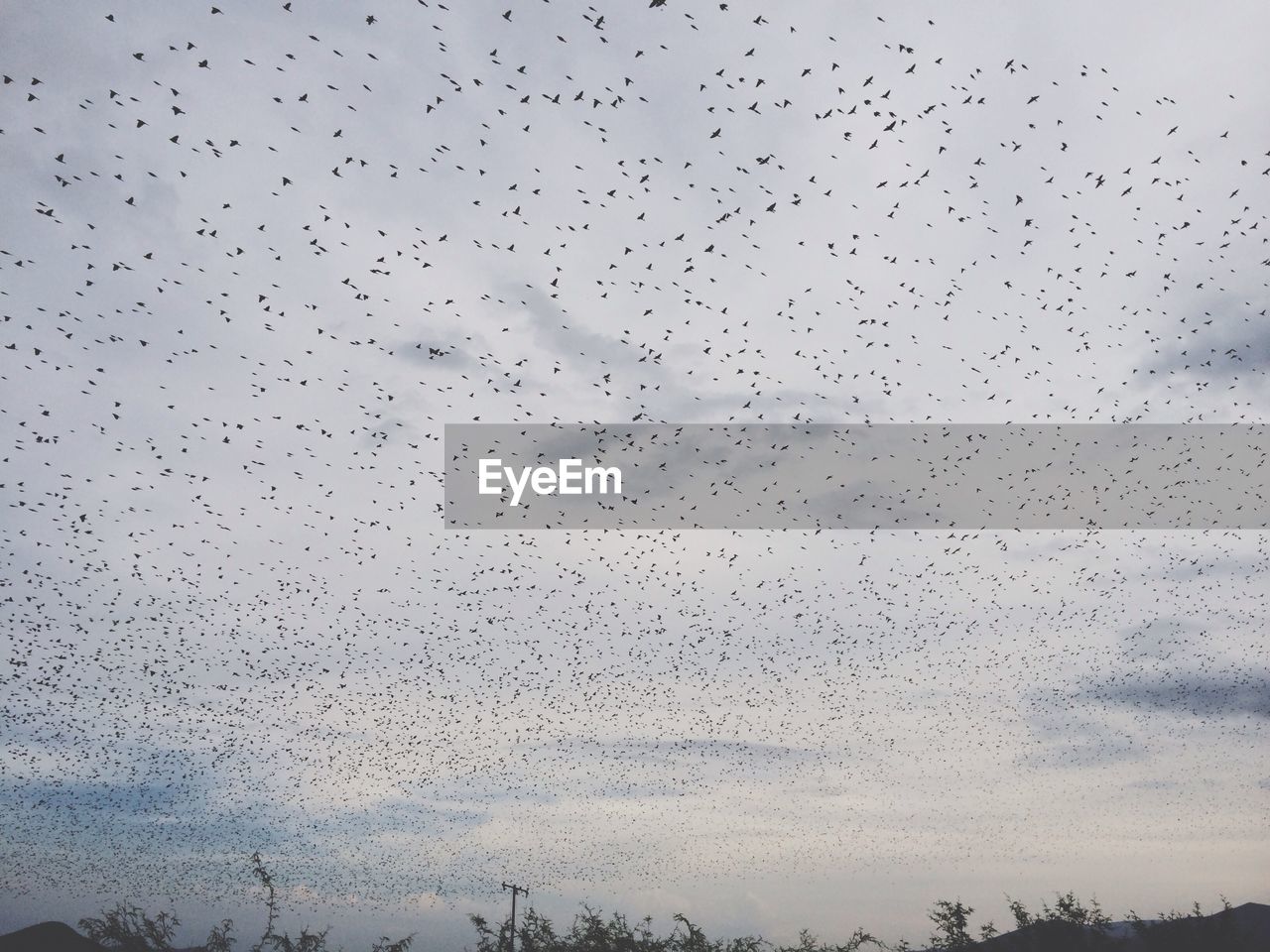 FLOCK OF BIRDS FLYING IN THE SKY