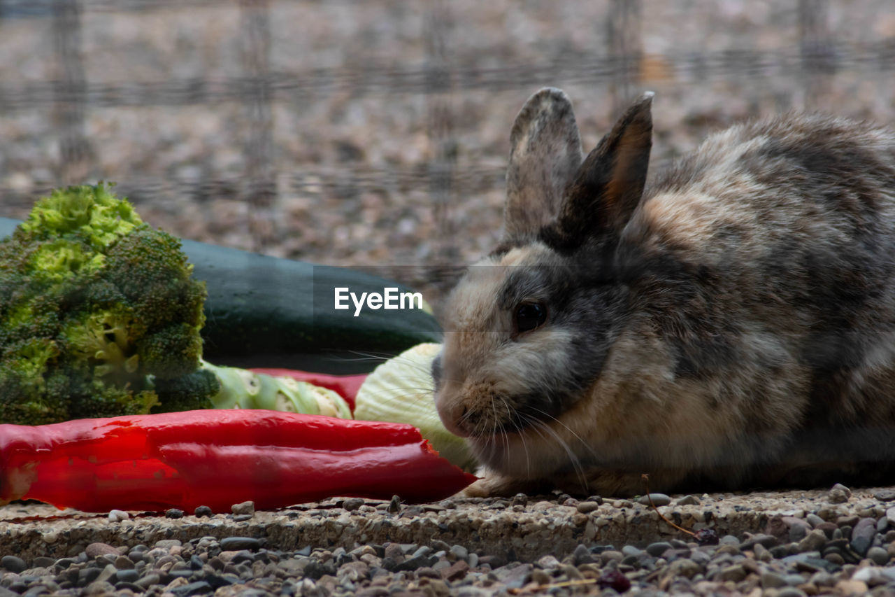 animal, animal themes, pet, rabbit, mammal, food, domestic rabbit, eating, food and drink, vegetable, rabbits and hares, one animal, animal wildlife, healthy eating, no people, whiskers, close-up, rodent, nature, day, wildlife, carrot, red, root vegetable, feeding, animal body part, outdoors