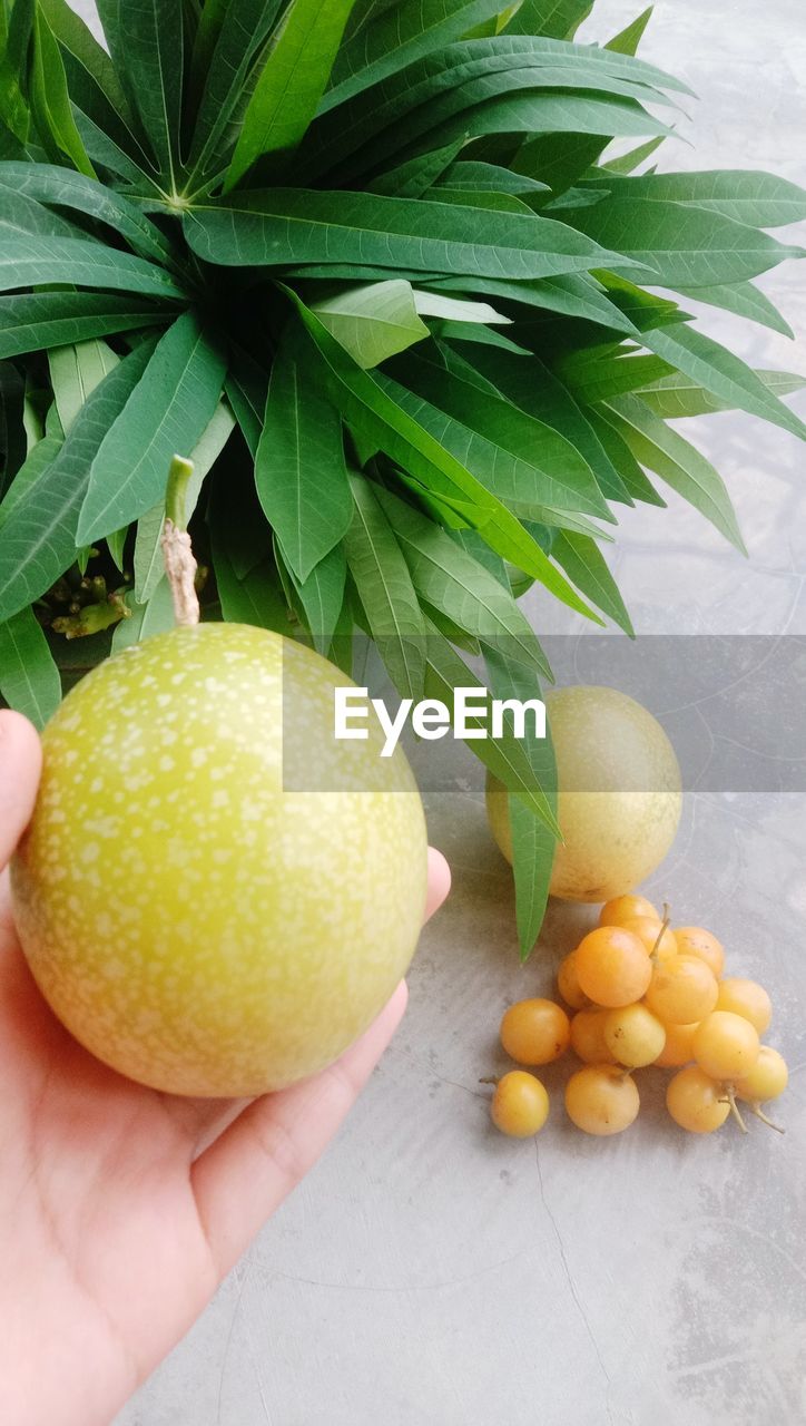 close-up of hand holding fruit