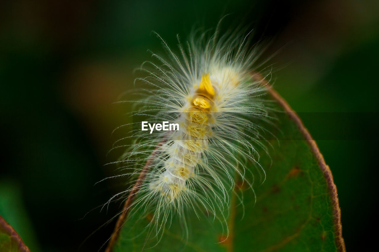 Close-up of caterpillar on plant