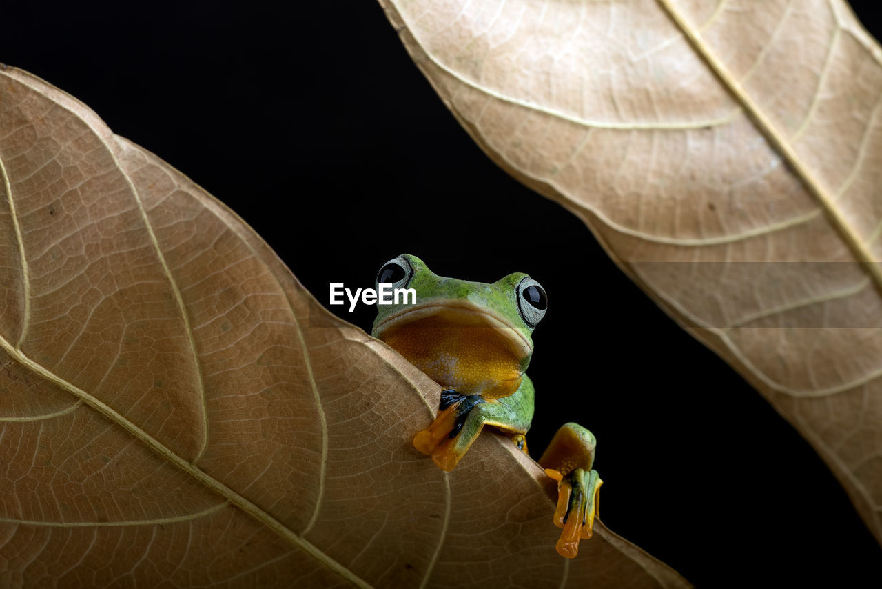 Close-up of frog