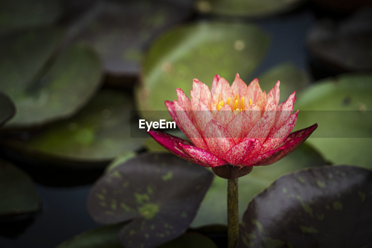 Beautiful red lotus or lotus in the pond.