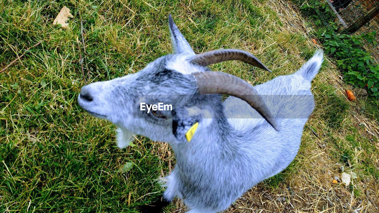 HIGH ANGLE VIEW OF RABBIT ON FIELD