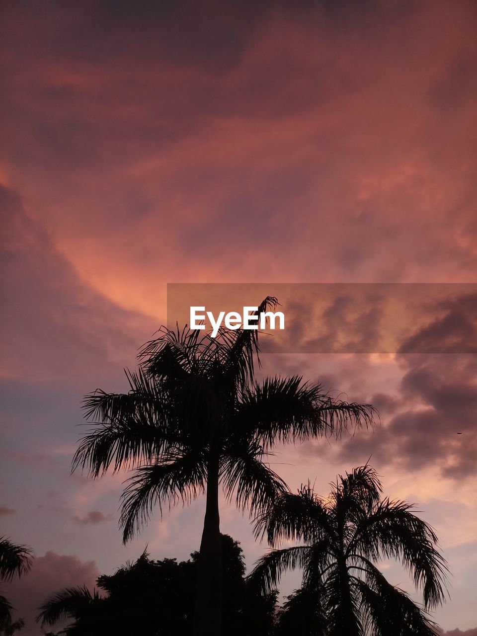 LOW ANGLE VIEW OF SILHOUETTE PALM TREE AGAINST DRAMATIC SKY