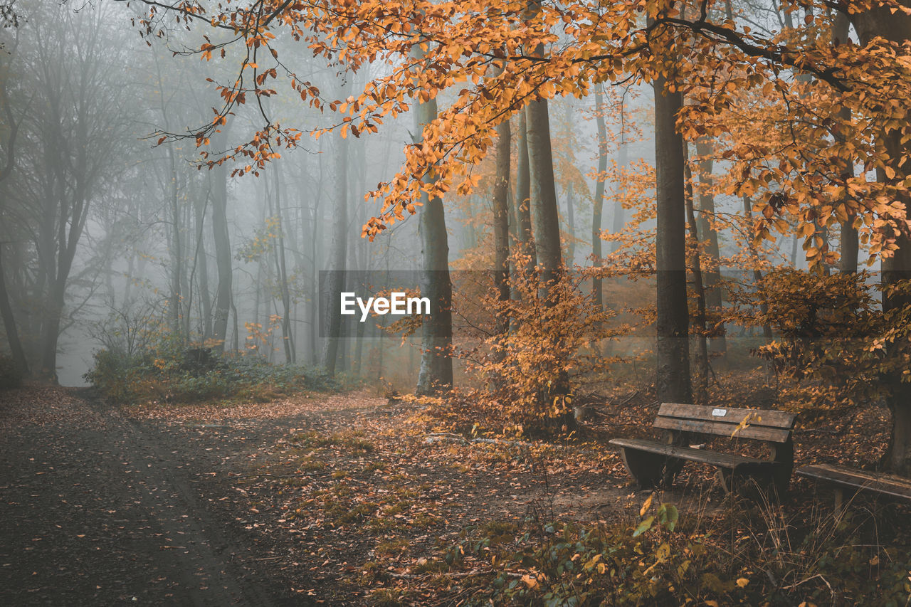 Trees and plants in forest during autumn