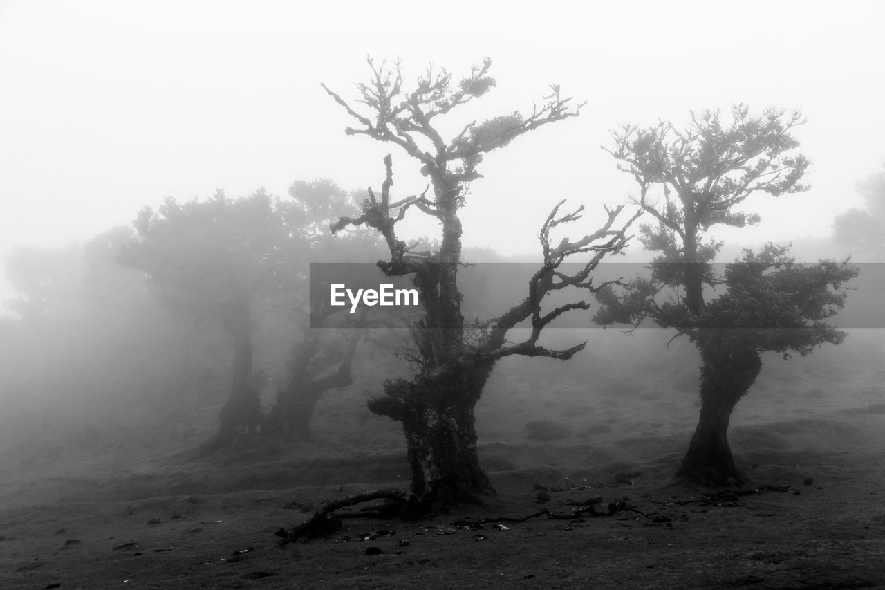 TREES ON FIELD DURING FOGGY WEATHER