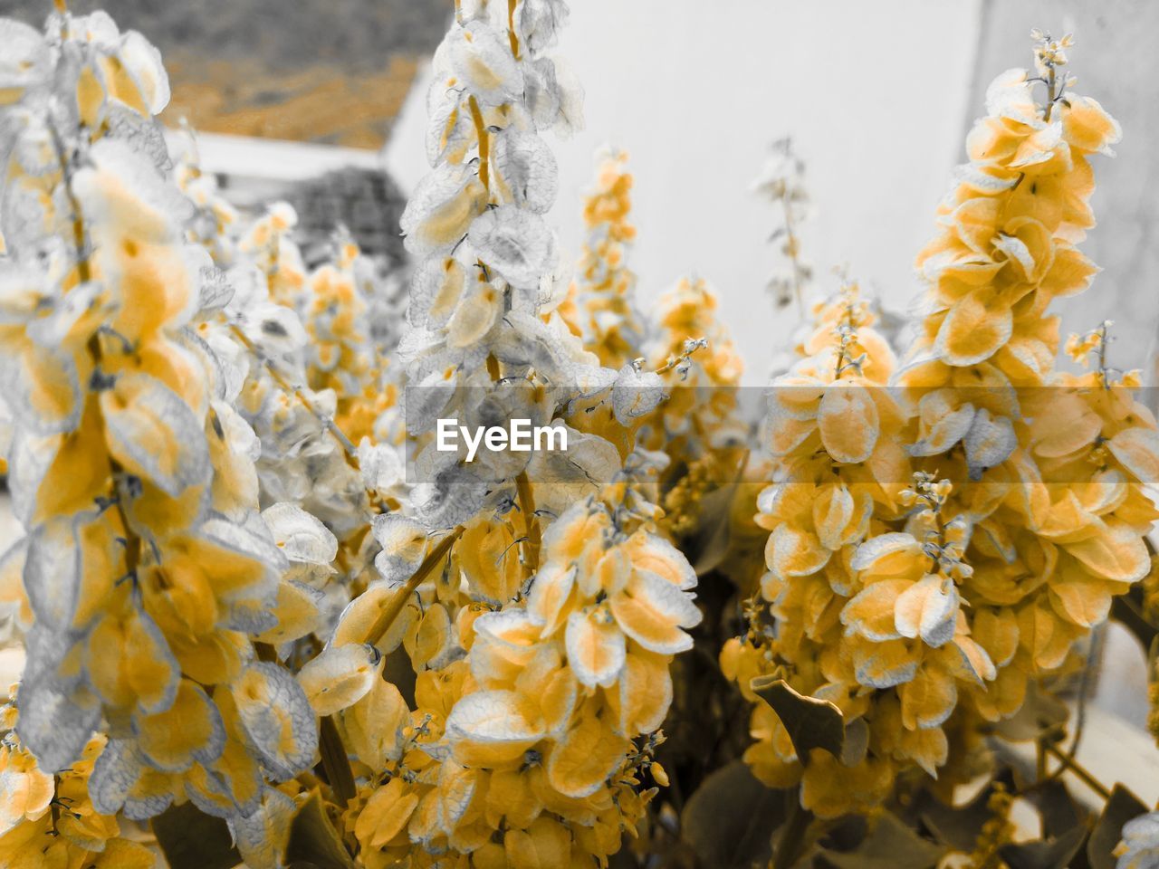 CLOSE-UP OF YELLOW FLOWERING PLANTS AT MARKET