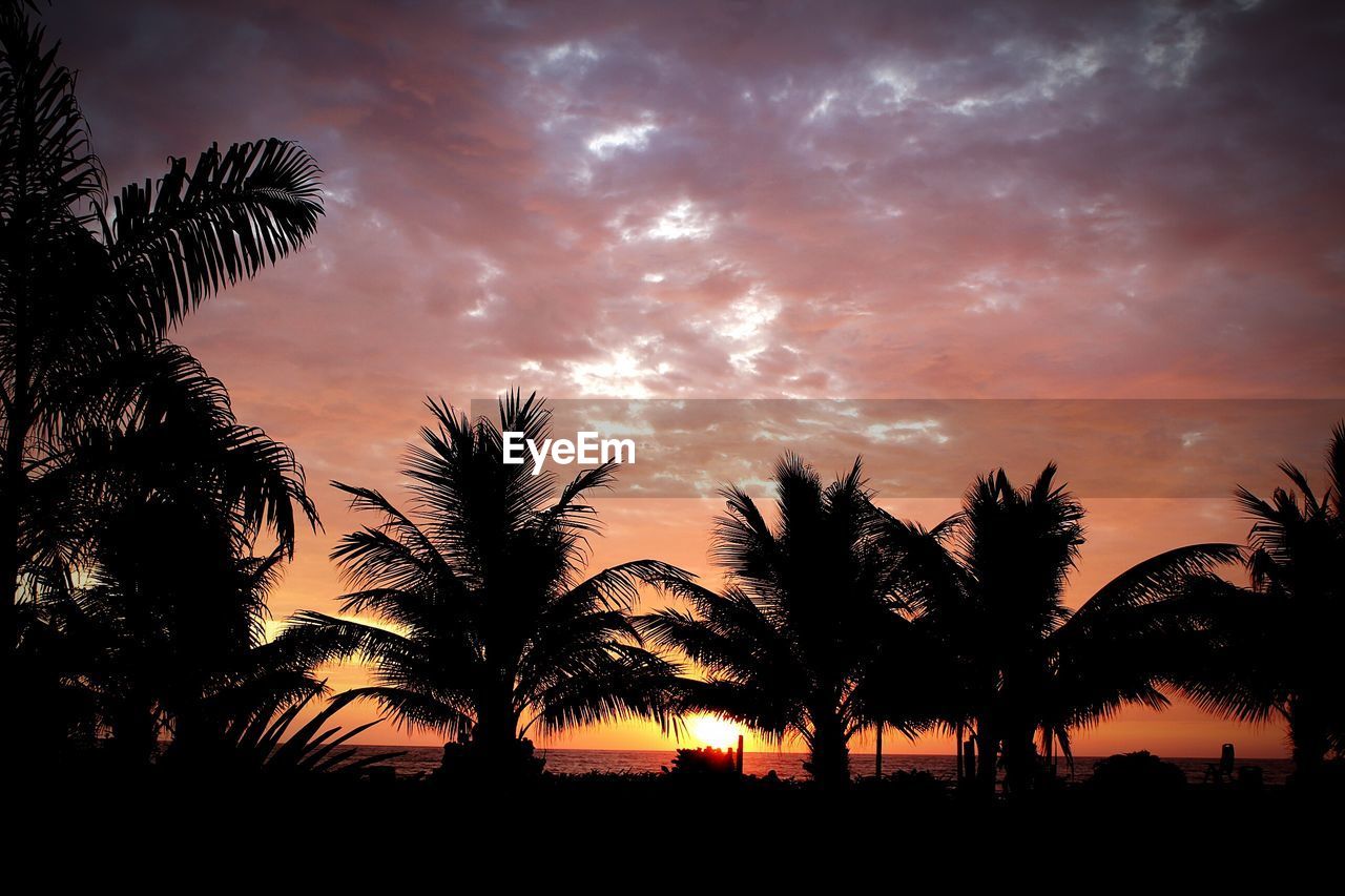 SILHOUETTE TREES ON LANDSCAPE AGAINST SUNSET SKY