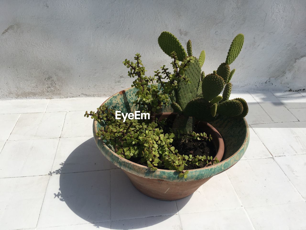 High angle view of potted plant on floor against wall