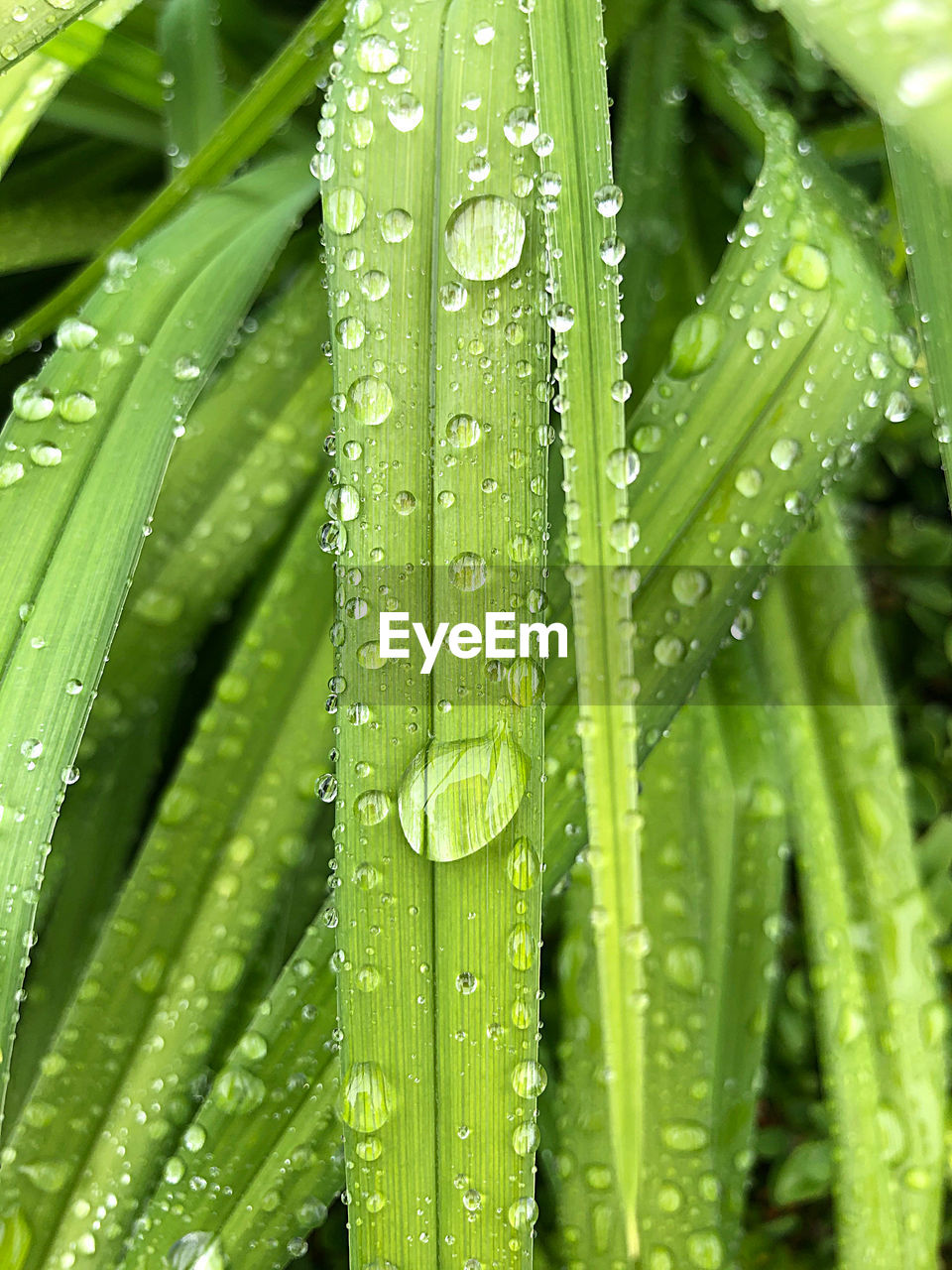 FULL FRAME SHOT OF WET LEAVES