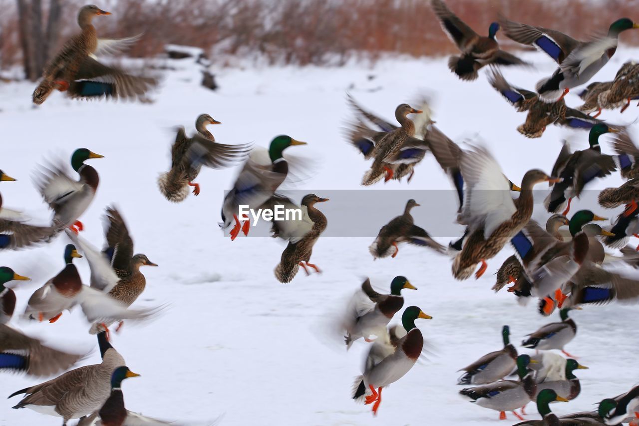 Group of colorful mallard ducks flying in to land in the snow covered ground. 