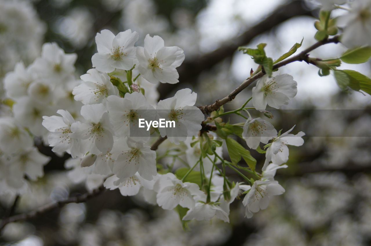 CLOSE-UP OF WHITE FLOWERING TREE