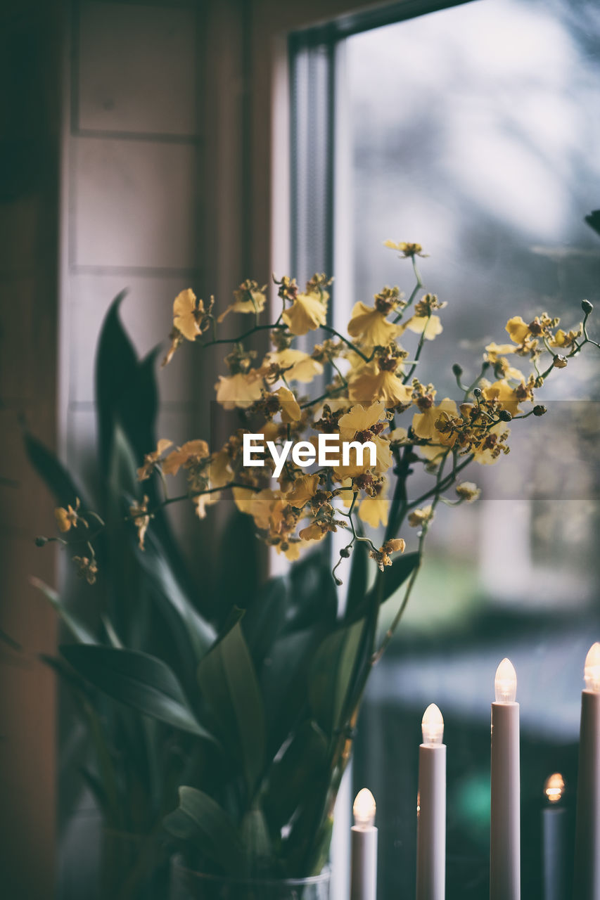 CLOSE-UP OF YELLOW FLOWERING PLANT AGAINST WINDOW