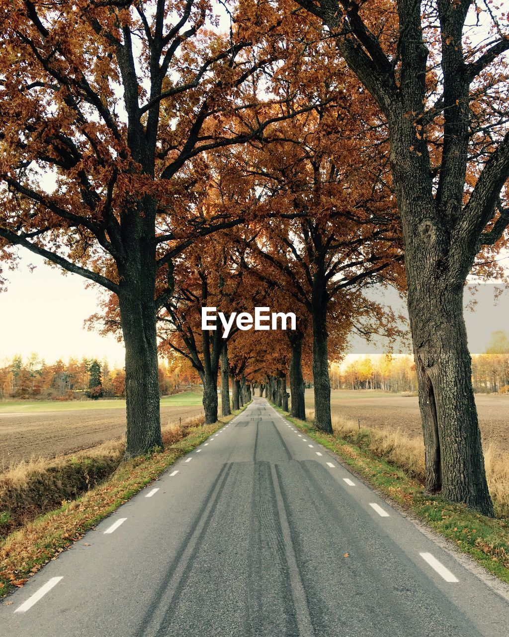 Empty road with trees in background