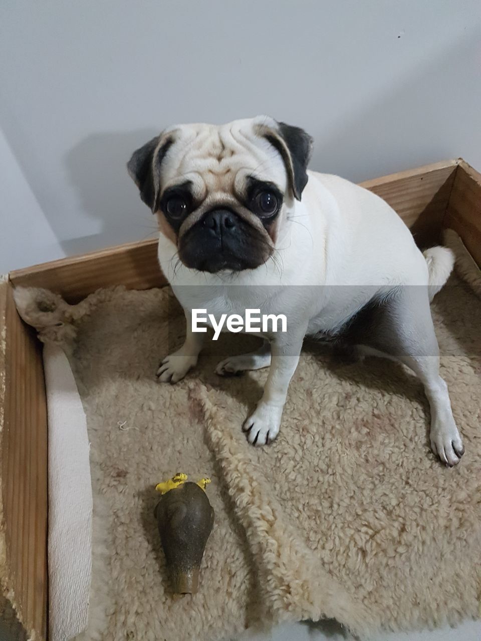 HIGH ANGLE PORTRAIT OF PUG