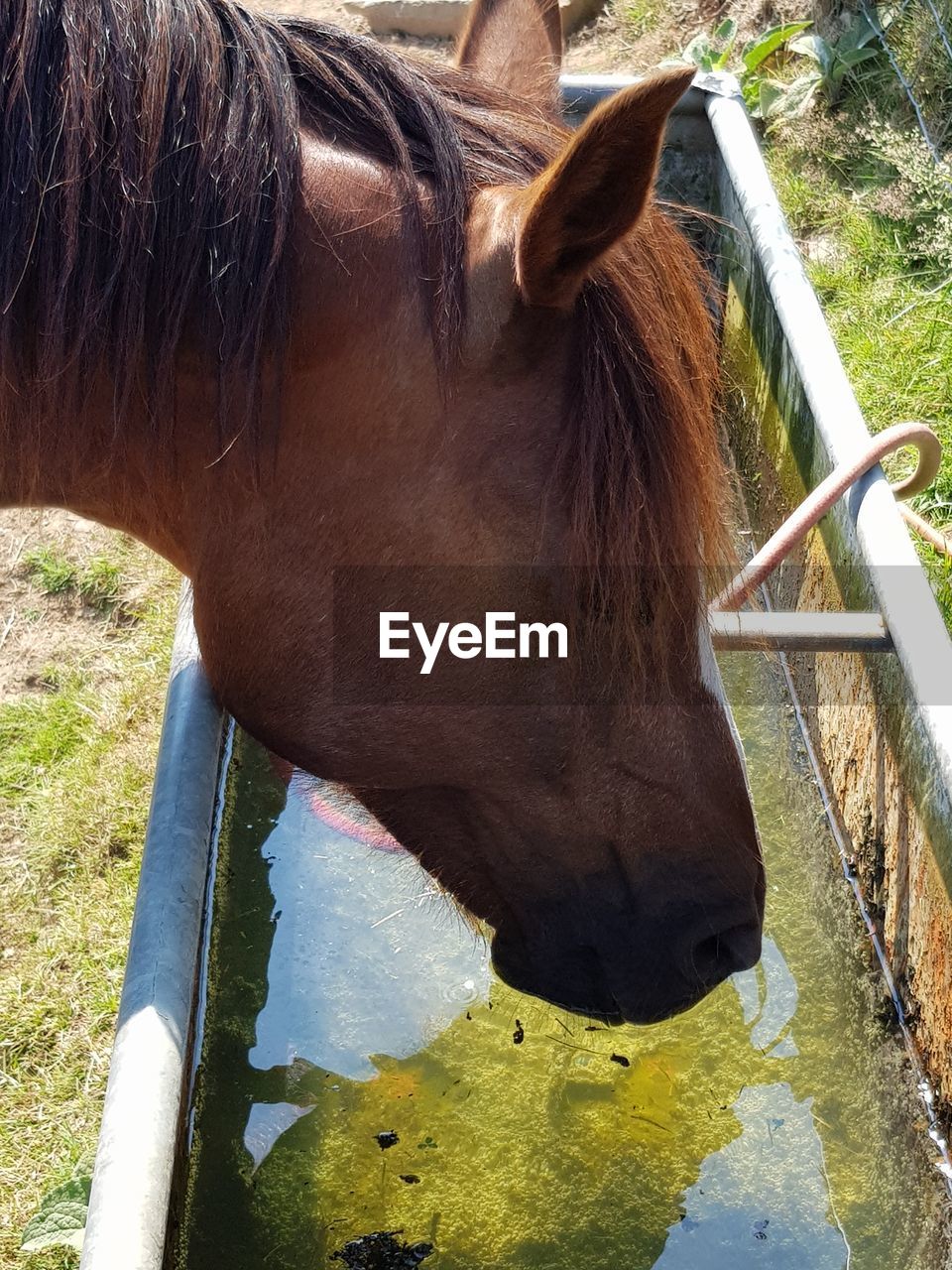 Close-up of a horse