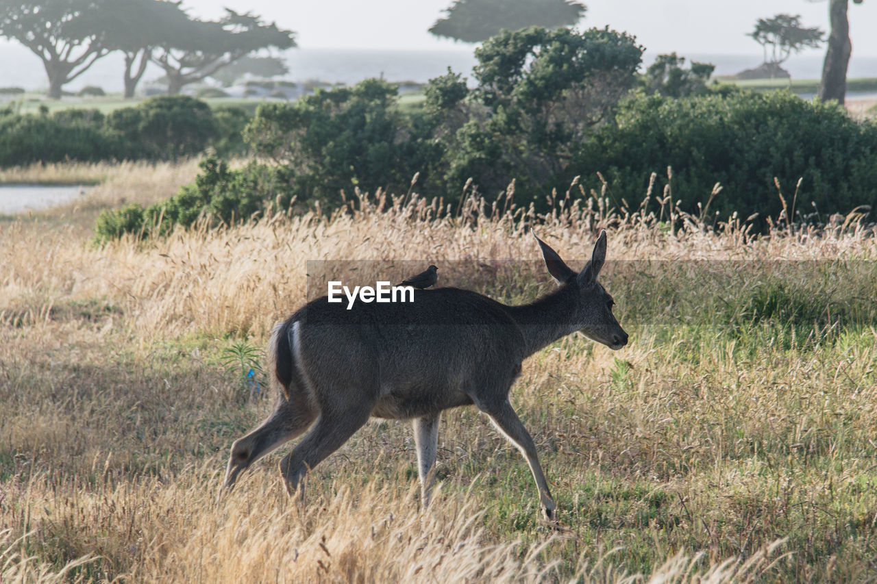 VIEW OF DEER ON FIELD