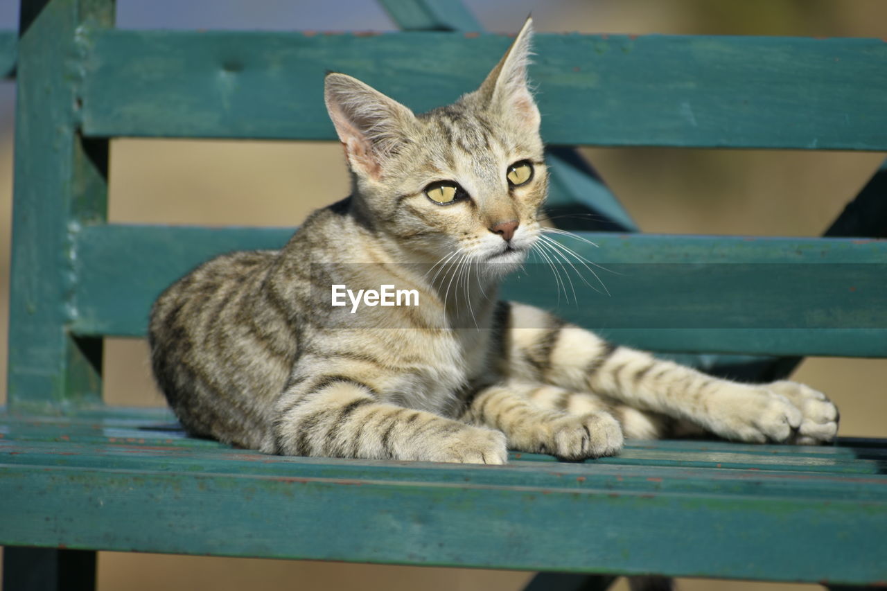 pet, animal, animal themes, mammal, cat, domestic cat, domestic animals, feline, one animal, wood, seat, tabby cat, relaxation, sitting, small to medium-sized cats, looking at camera, portrait, no people, whiskers, felidae, table, carnivore, blue, bench, focus on foreground, looking, chair, day