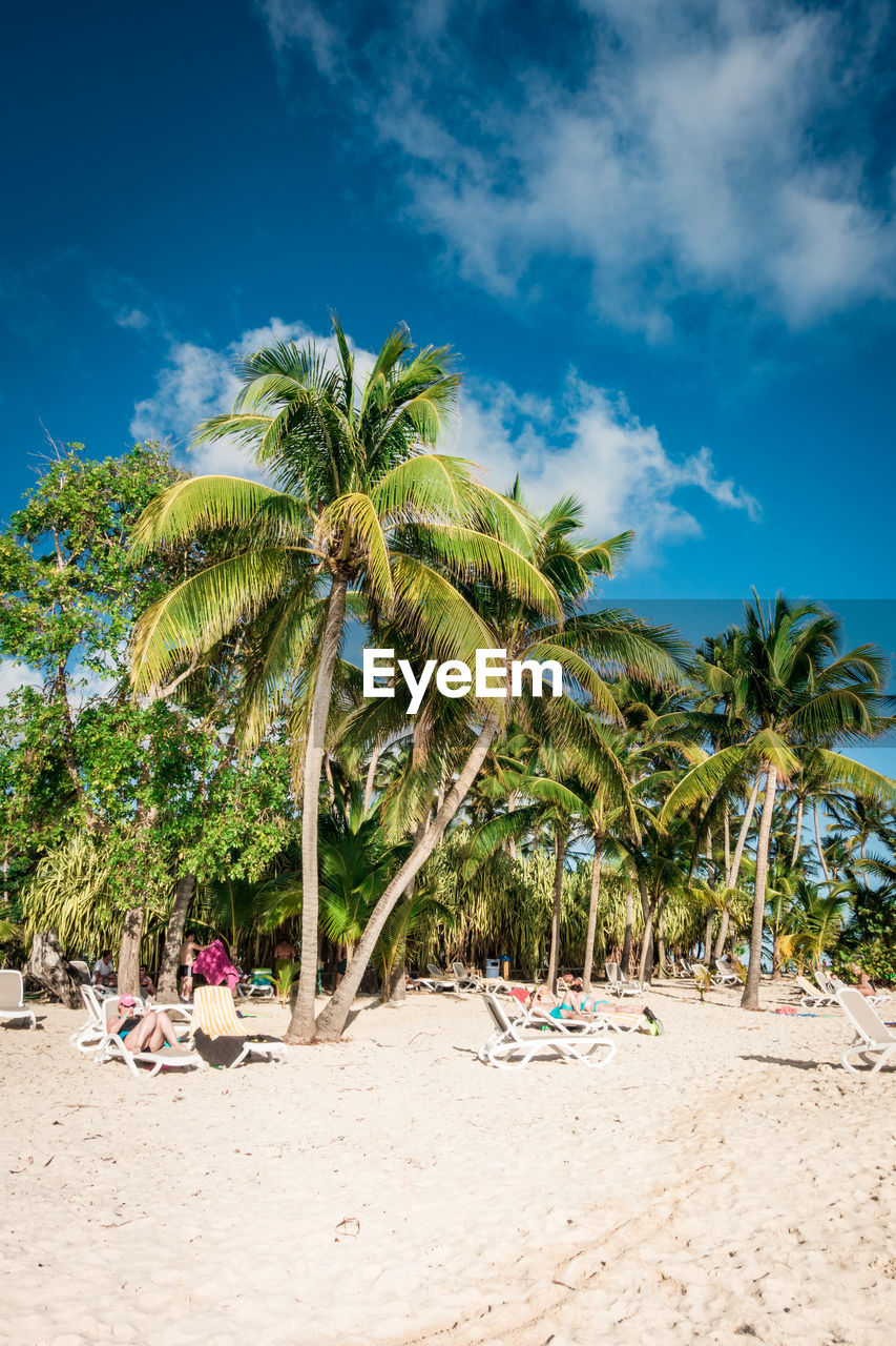 PALM TREES ON BEACH