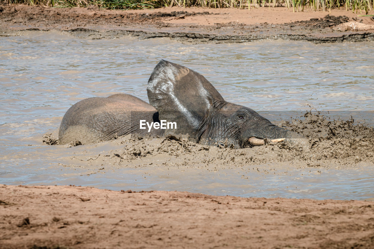 VIEW OF ANIMAL ON BEACH