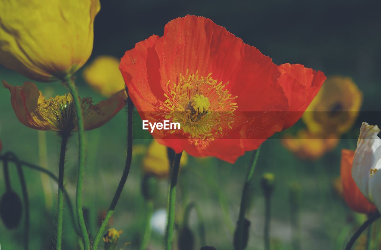 CLOSE-UP OF RED POPPY